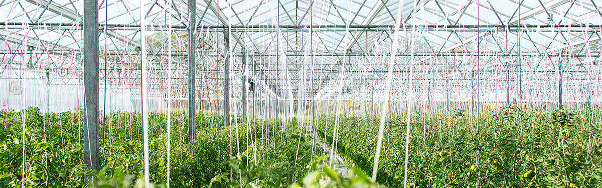 Industrial glass greenhouse packed with green vine navigating plants